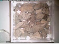 Boxed Fossil Pre Dinosaur