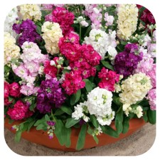 Stocks 'Cinderella' Mixed Mini