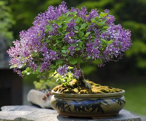 Purple lilac bonsai seeds - 30,