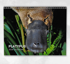 Platypus Calendar 2026