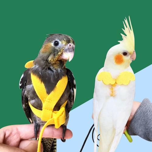 Pet parrot bird harness lead - parrot,