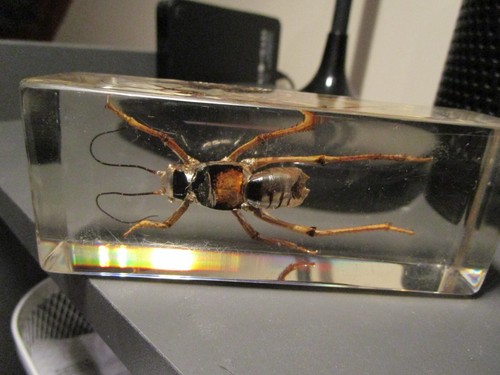 Large insect resin block - in,