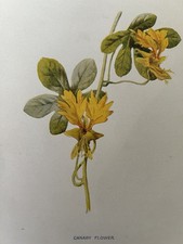 Canary Flower Antique Botanical Print c1900 F E Hulme Wildflower Cottage Garden