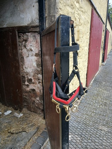 Lunge cavesson pony - lunge,