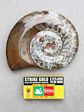15cm polished Moroccan Goniatite Ammonite Fossil - Devonian circa 400m years old