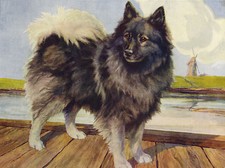 KEESHOND LOVELY DOG GREETINGS