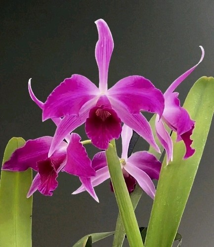Cattleya purpurata f - cattleya, (lealia)