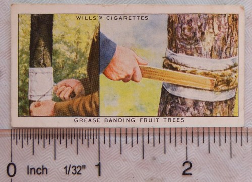 1938 wills garden hints 37 - 1938,