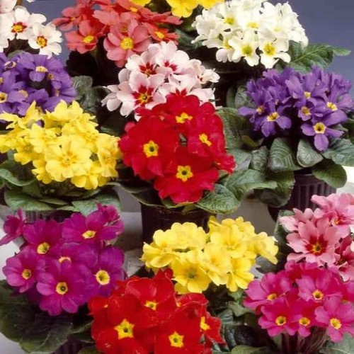Primrose primula veris - primula, elatior