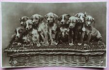 VINTAGE DOG POSTCARD SPANIEL CROSS PUPPIES C.1910, GOOD CONDITION