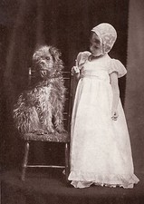 SOFT COATED WHEATEN TERRIER