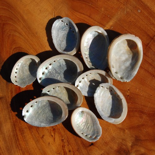 6pcs tiny black abalone - tiny, shells