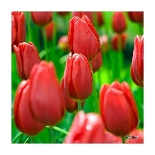 Tulip cassini bulbs - bulbs, free