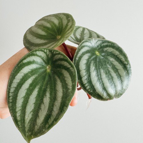 Watermelon peperomia 1x one - |,