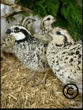 6 x Snow Flake Bob White Quail
