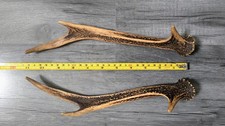 PAIR OF SIKA DEER ANTLERS