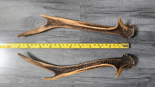 Pair sika deer antlers - deer,
