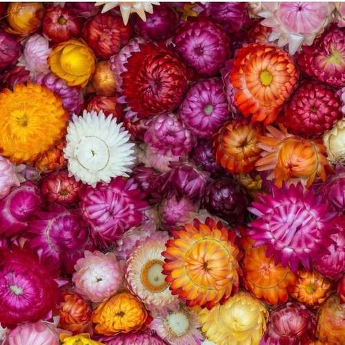 Helichrysum strawflower mix - strawflower,