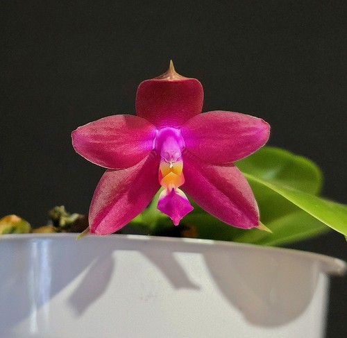 Phalaenopsis violacea red 2 - phalaenopsis,