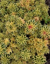 Sedum Atlantis- 9cm pot
