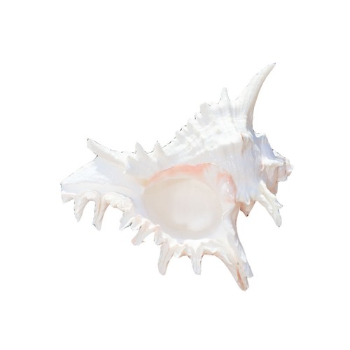 Large natural seashells - natural,