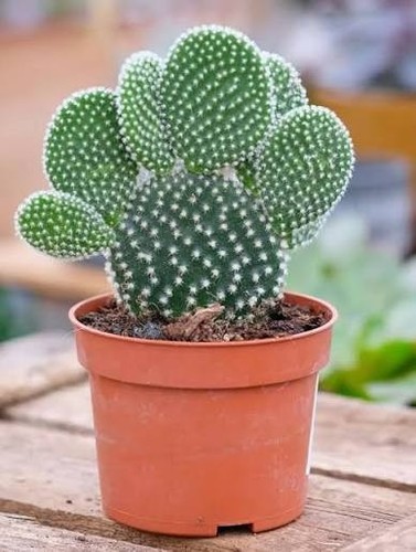 Bunny ears cactus opuntia - bunny,