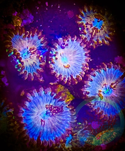 Saf white zombie zoanthid - zombie,