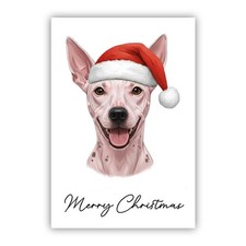 American hairless terrier - american,