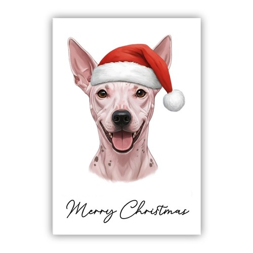 American hairless terrier - american,