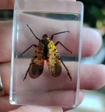 Real FLYING BEETLE Bug Insect