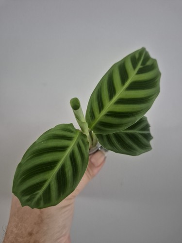 Calathea zebrina sent - calathea,