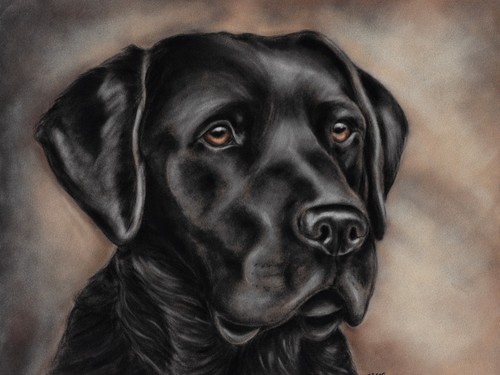 Black labrador art - labrador,