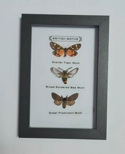 Taxidermy real framed british - framed,