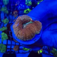 Lobophyllia WYSIWYG LPS Lobo