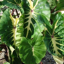 Colocasia white lava - white, plants