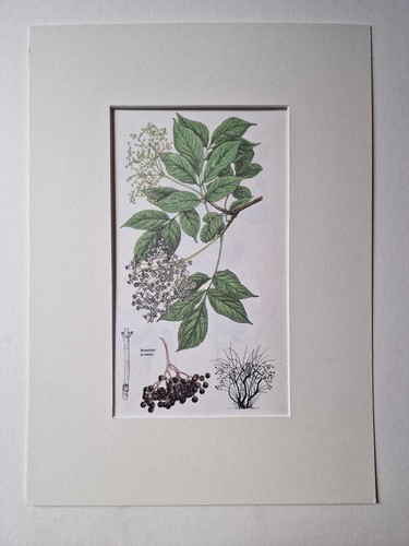 Matousova common elder - elder,