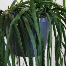 Lepismium bolivianum Hanging