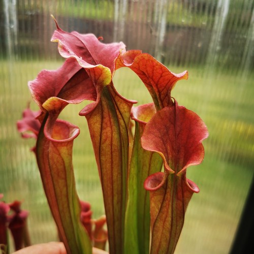 Sarracenia moorei adrian - sarracenia, moorei,