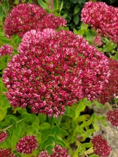 One Sedum Plant In  a 13 cm