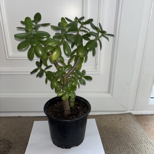 Jade money plant crassula - money,