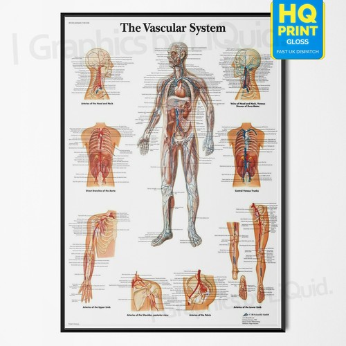 Human anatomy medical - anatomy,