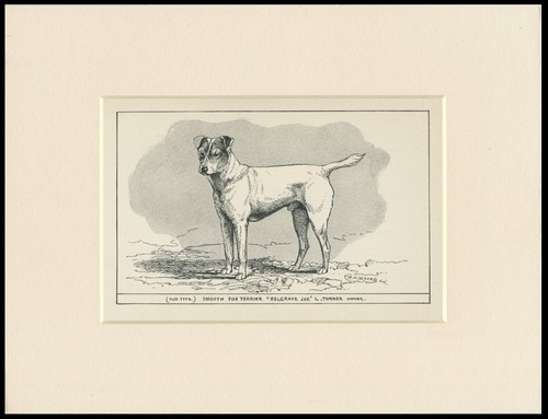 Smooth fox terrier - smooth,