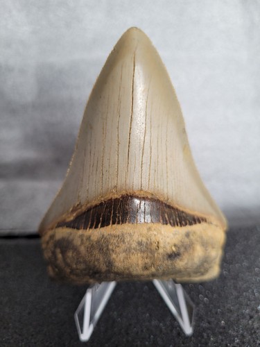 Megalodon shark tooth - , fossil