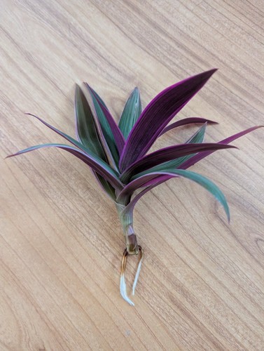 Tradescantia spathacea