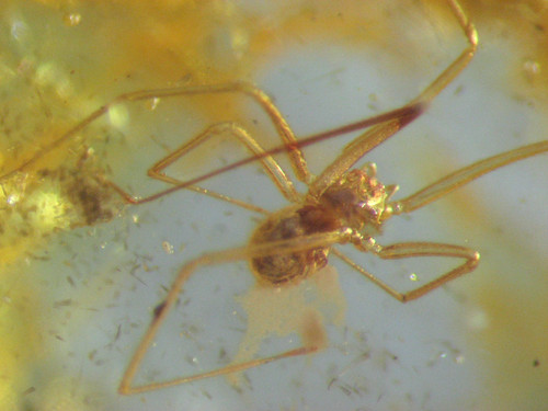 Pliocene amber kenya africa - amber,