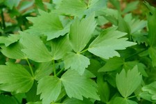 Lovage herb plant celery