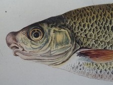 Meidinger - Cyprinus Nasus