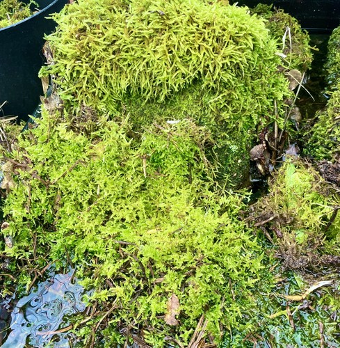 Live peat moss