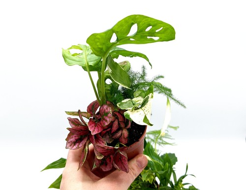 Closed terrarium plants - closed,