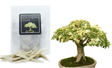 30 Southern Catalpa Bonsai Seeds | Grow Your Bonsai Tree | Bonsai Beginners Gift